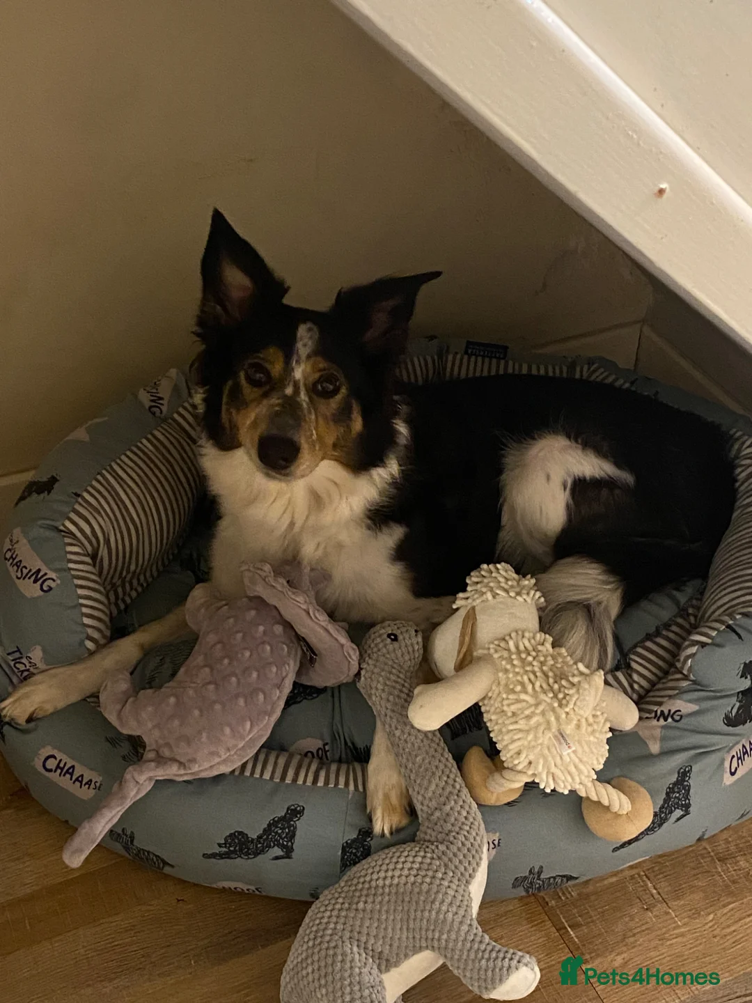 Border Collie dogs for sale: Meg the Border Collie  - Advert 2