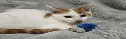 Mixed Breed cats for sale: Stunning kittens READY NOW - Advert 13