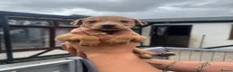 Lurcher dogs for sale: Top quality Lurcher puppies - Advert 16