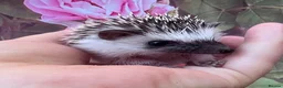Pygmy Hedgehog rodents for sale: African Pygmy hedgehogs  - Advert 2