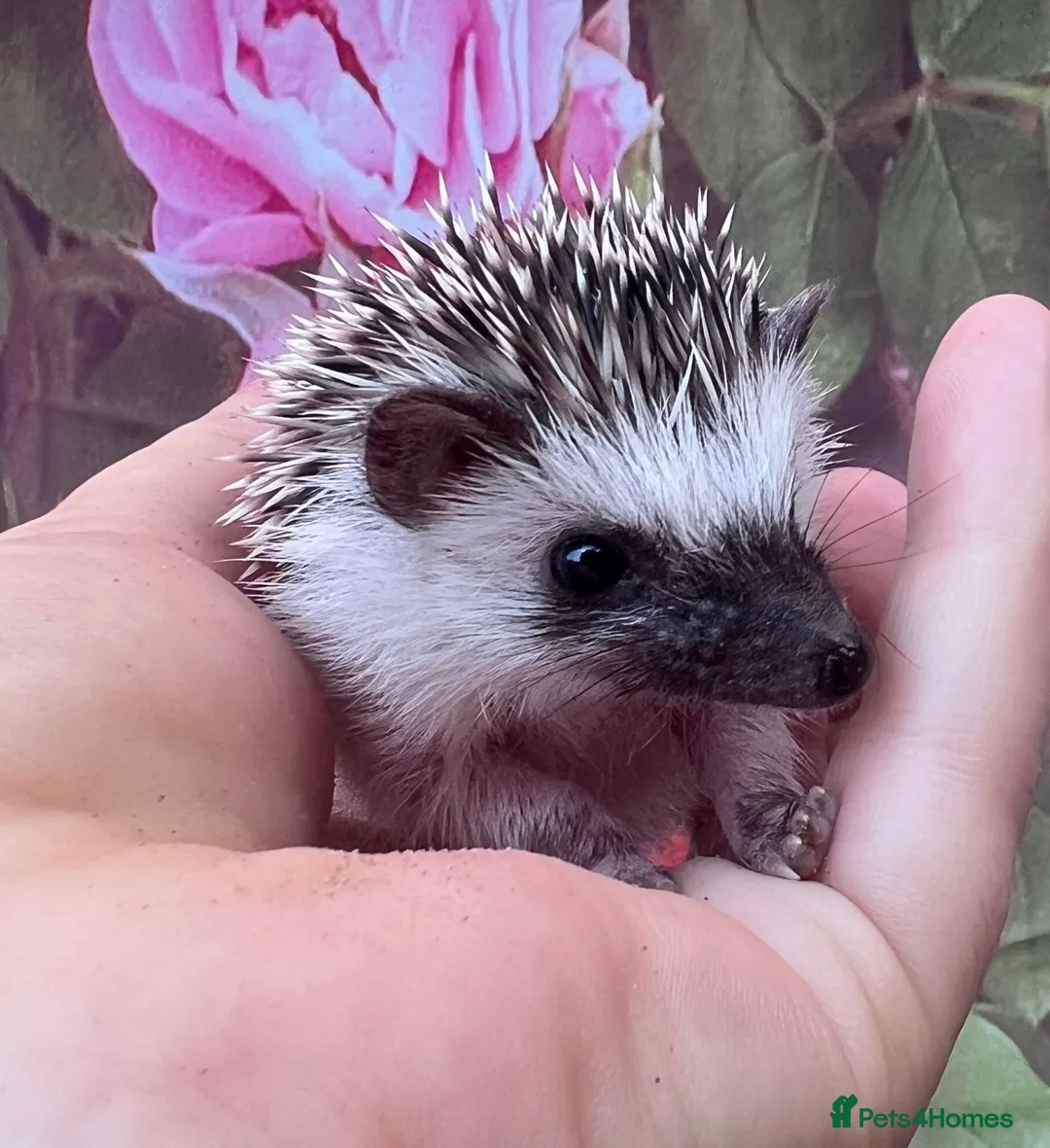 Pygmy Hedgehog rodents for sale: African Pygmy hedgehogs  - Advert 2