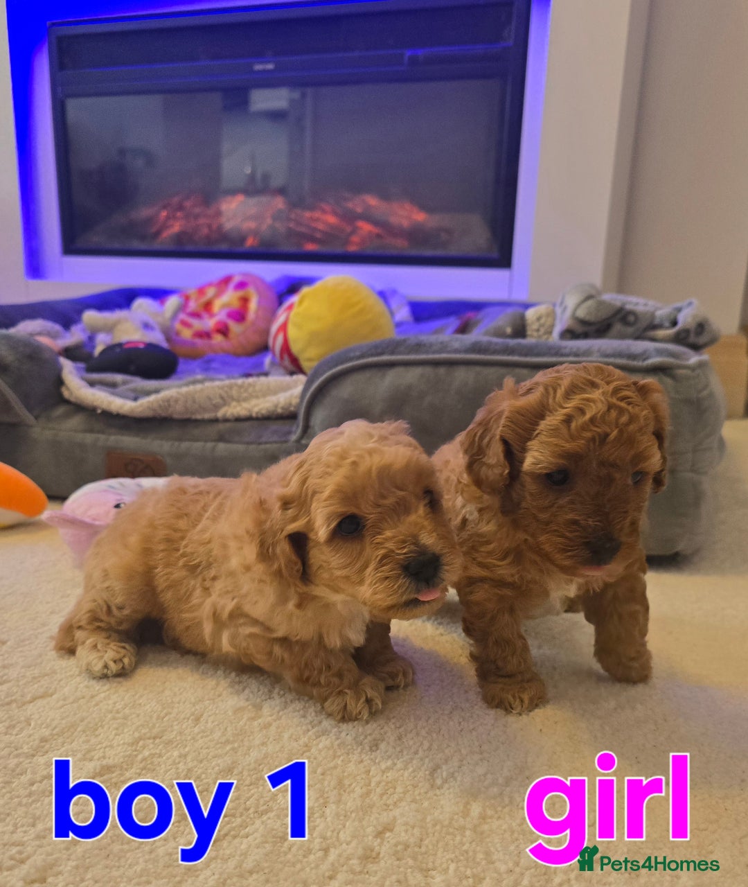 Maltipoo dogs for sale: 🐶 3 beautiful maltipoo pups for sale 🐶 - Image 2