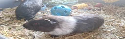 Guinea Pig rodents for sale: Boy Guinea Pigs - Advert 6