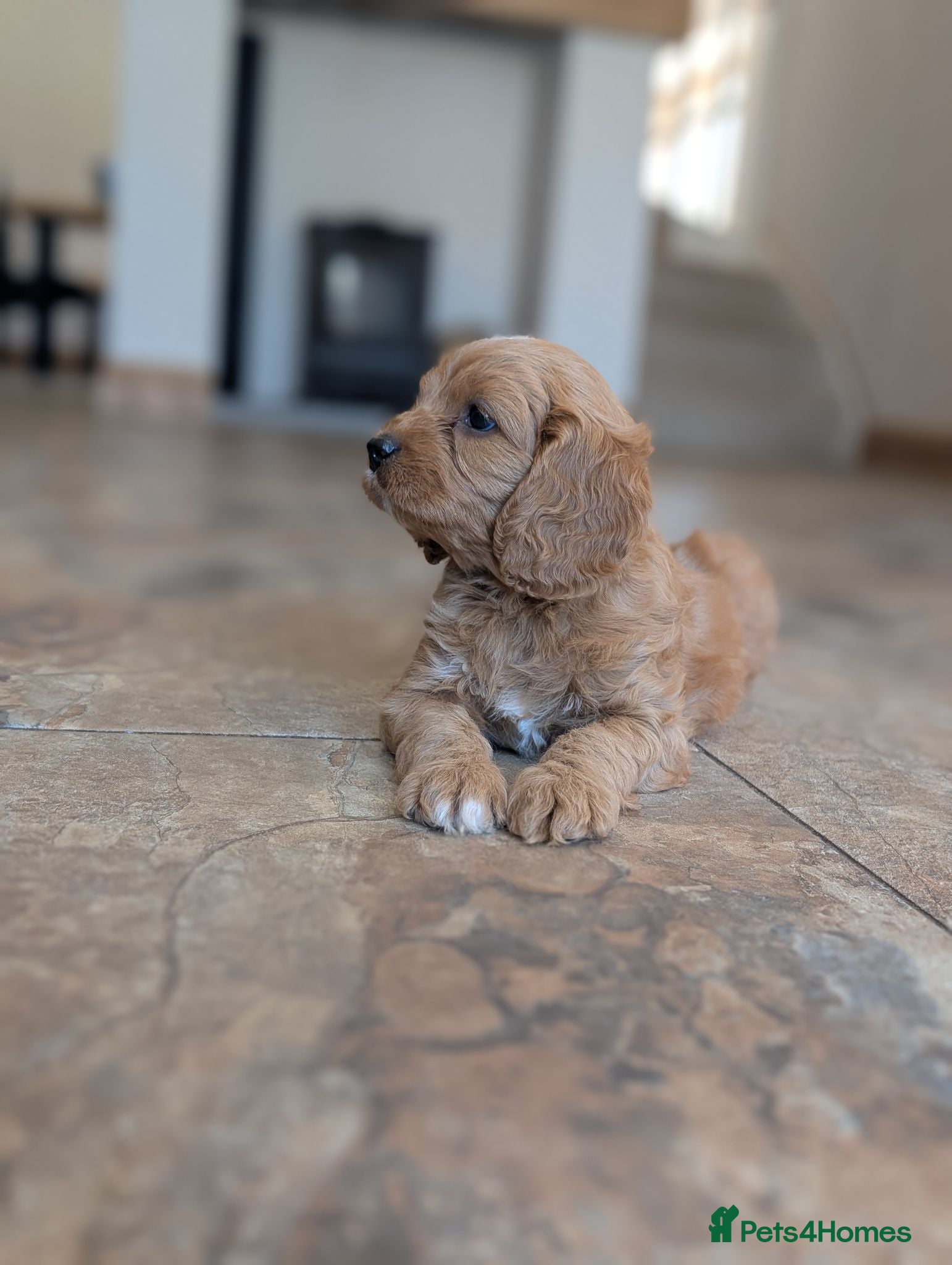 Cavapoo dogs 🌟 F1 Cavapoo Puppies –  Health Tested Parents - Advert 2