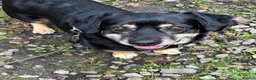 Mixed Breed dogs for adoption: Walter - Advert 2