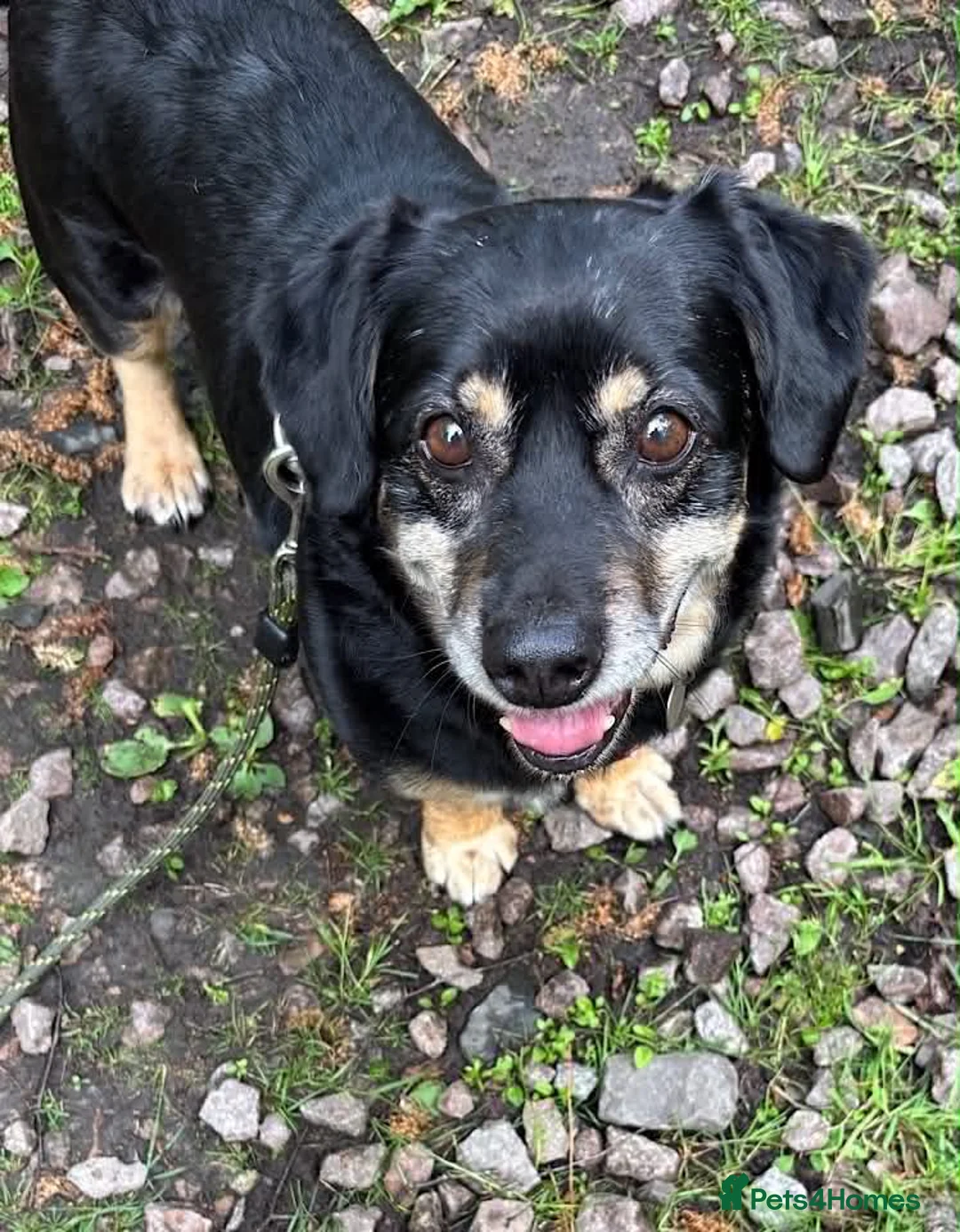 Mixed Breed dogs for adoption: Walter - Advert 2
