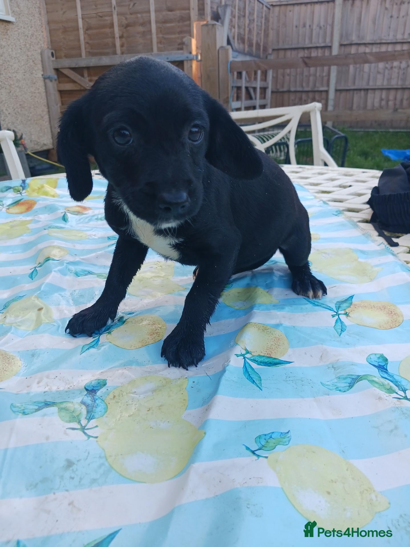Mixed Breed dogs for sale: Patterpoo ( paterdale xtoy poodle ) puppies - Advert 7