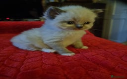 Ragdoll cats for sale: Kitten - Image 5
