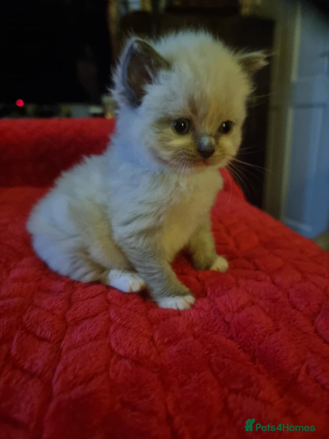 Ragdoll cats for sale: Kitten - Image 5