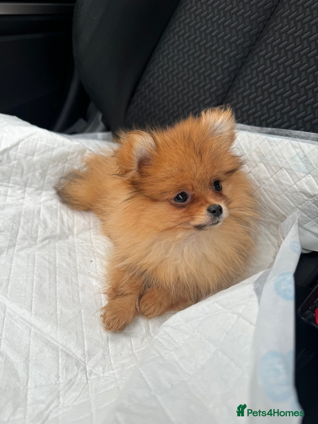 Pomeranian dogs for sale: Biscoff  - Advert 10