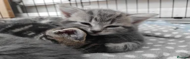 Domestic Shorthair 2