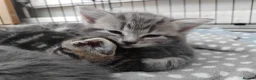 Domestic Shorthair cats for sale: Kittens for sale - Advert 7