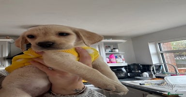 Labrador Retriever dogs - Advert 5