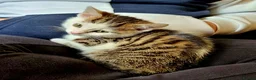 Mixed Breed cats for sale: Amber - adult female - Advert 2