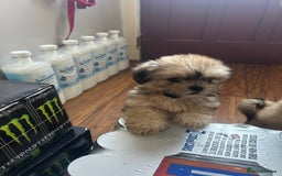 Lhasa Apso dogs for sale: Lhasa apso puppies  - Image 4
