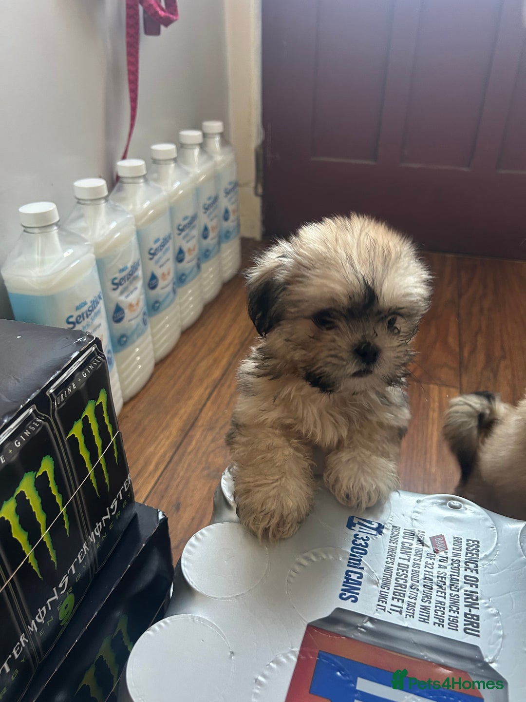 Lhasa Apso dogs for sale: Lhasa apso puppies  - Image 4