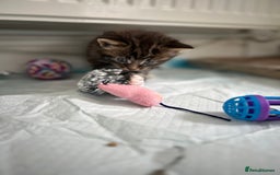 Maine Coon cats for sale: Gorgeous Maine Coon Cross Kittens - Image 10