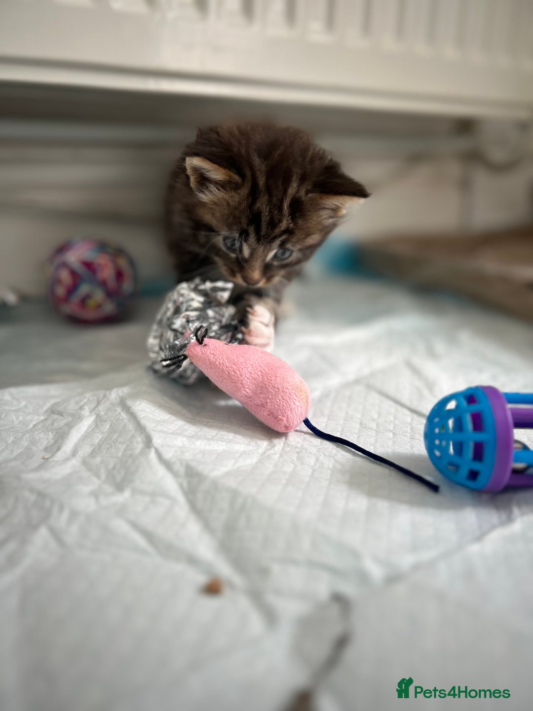 Maine Coon cats for sale: Gorgeous Maine Coon Cross Kittens - Image 10