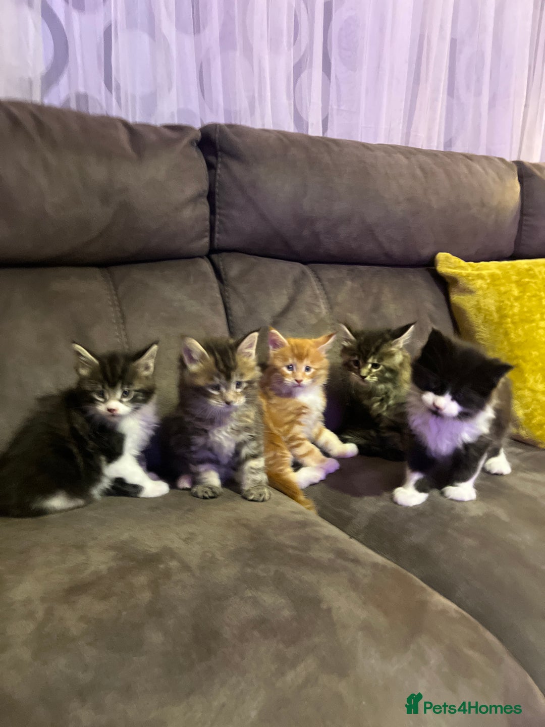 Maine Coon cats for sale: Beautiful Maine Coon Kittens - Advert 5