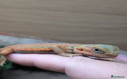 Bearded Dragon reptiles for sale: 50% & 100% red monster bearded dragons  - Image 21