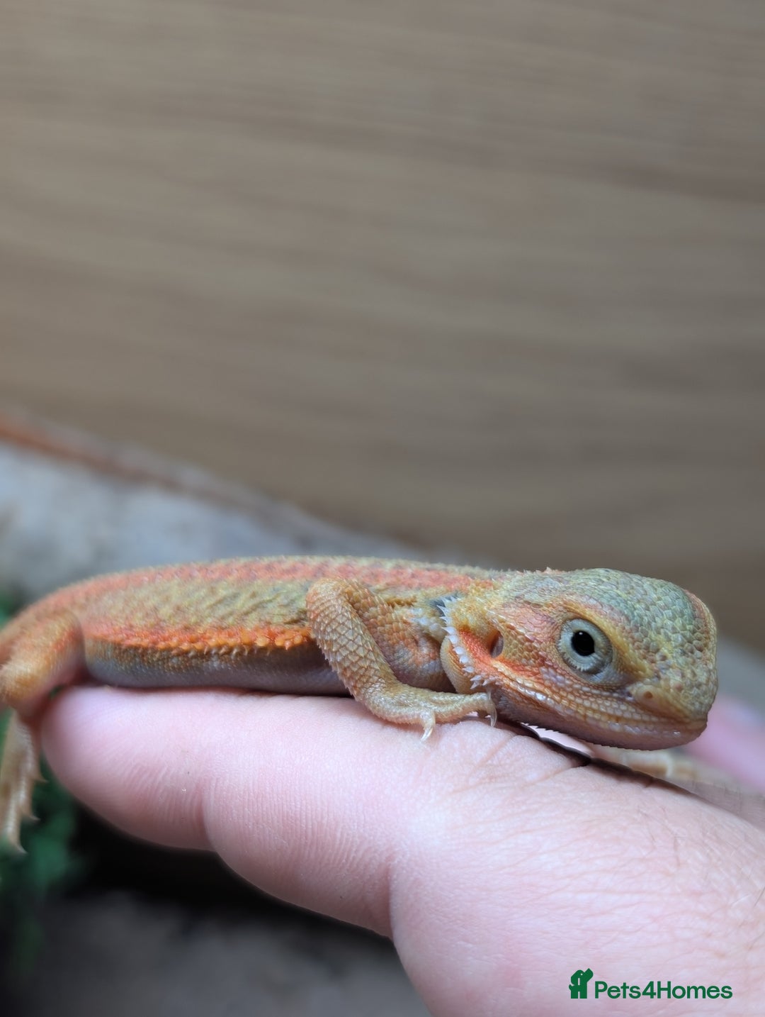 Bearded Dragon reptiles for sale: 50% & 100% red monster bearded dragons  - Image 21