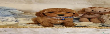 Cavapoo 3