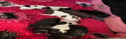Cocker Spaniel dogs for sale: 2 left available Serbia import lines SHOW cockers  - Advert 19