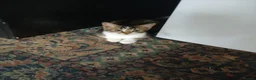 Mixed Breed cats for sale: Adorable Kittens Looking for Their Forever Homes  - Advert 3