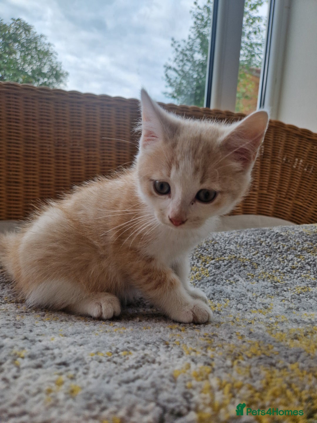 Domestic Shorthair cats for sale: Cream domestic shorthair kitten - Image 4