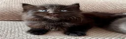 Mixed Breed cats for sale: Gorgeous 5 Adorable Kittens Ready For Home 💕 - Advert 12