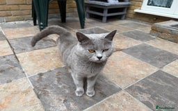 British Shorthair cats for sale: GCCF active blue Female British Shorthair Cat  - Image 2