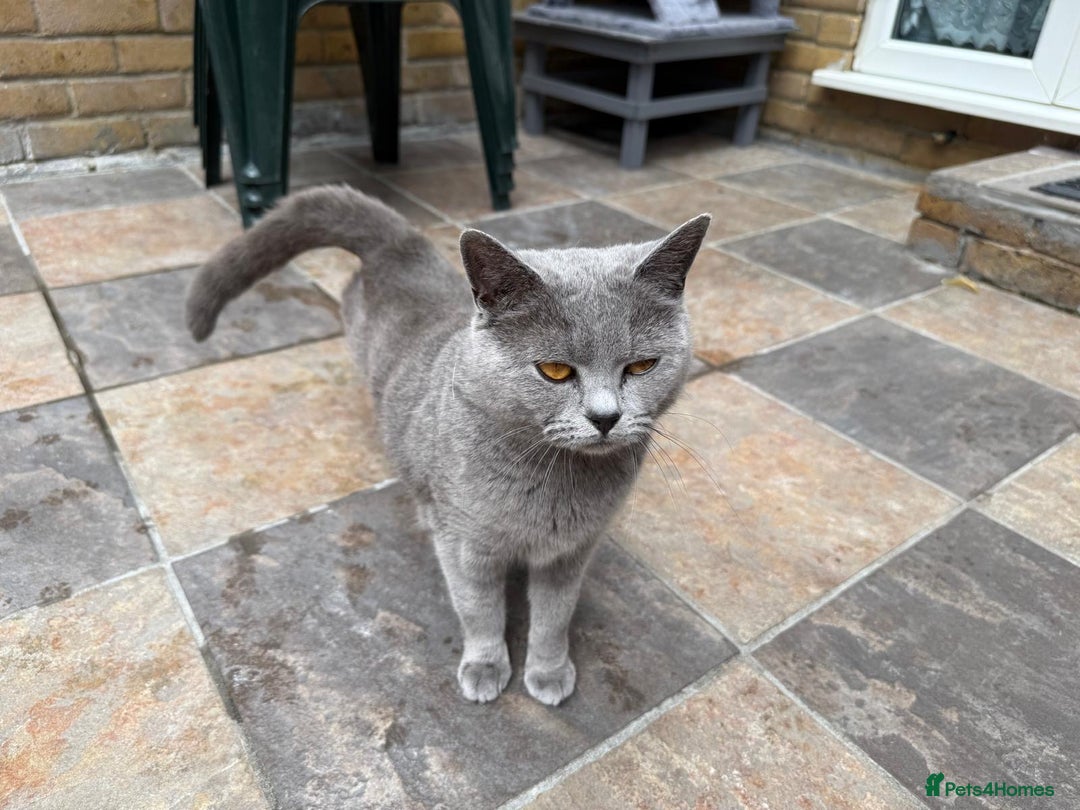 British Shorthair cats for sale: GCCF active blue Female British Shorthair Cat  - Image 2