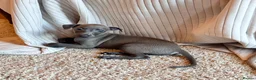 Italian Greyhound dogs for sale: Exceptional KC registered health tested  - Advert 7