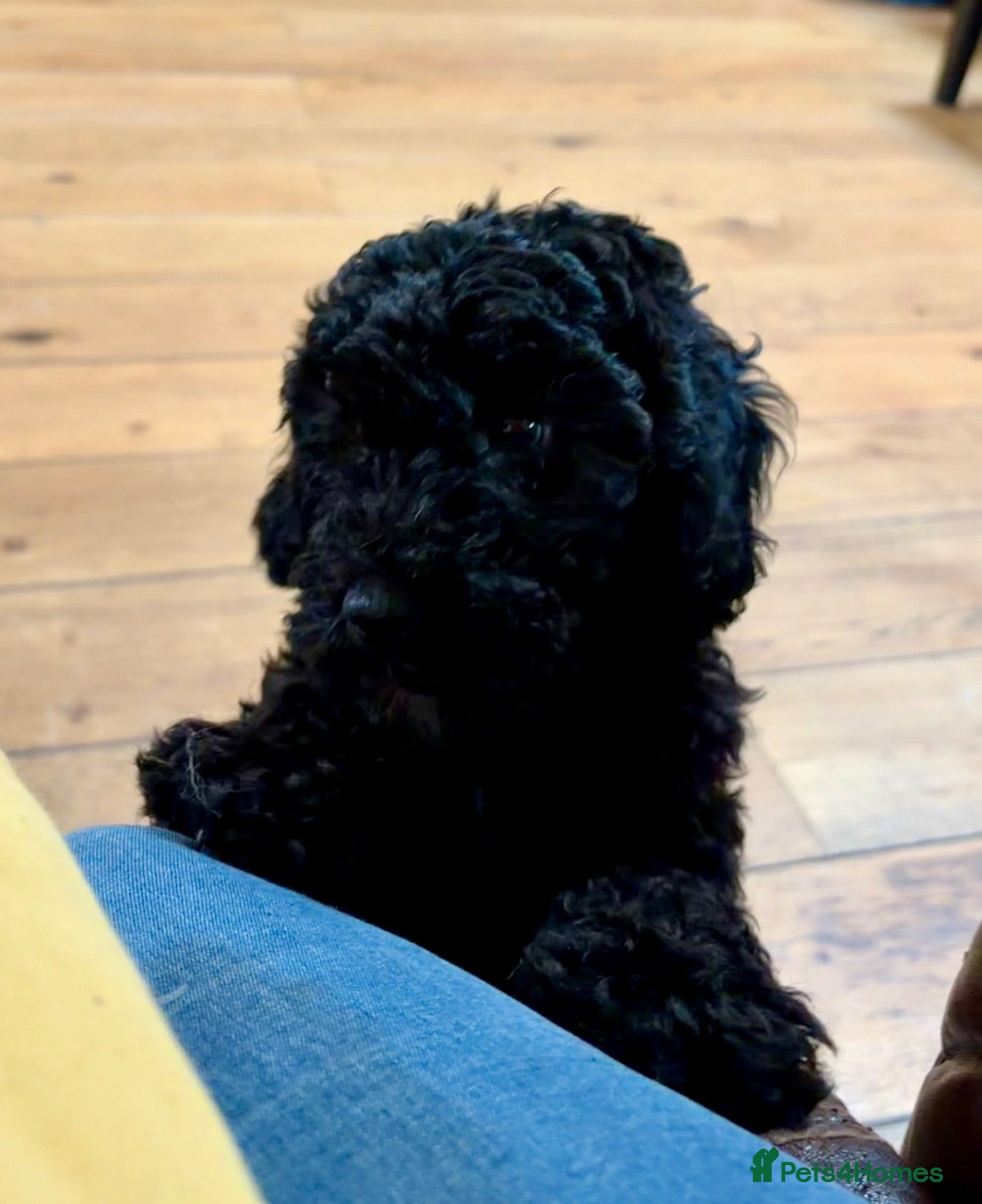 Cockapoo dogs Beautiful female F1B cockapoo - READY NOW - Advert 1
