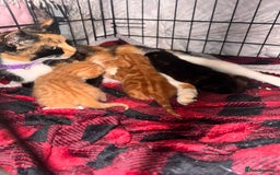 Brazilian Shorthair cats for sale: ***** Beautiful babies ***** - Image 5