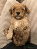 Cavapoo dogs - Advert 3