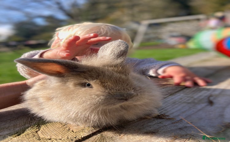 Netherland Dwarf rabbits - Advert 8