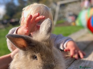 Netherland Dwarf rabbits - Advert 8