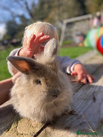Netherland Dwarf rabbits - Advert 1