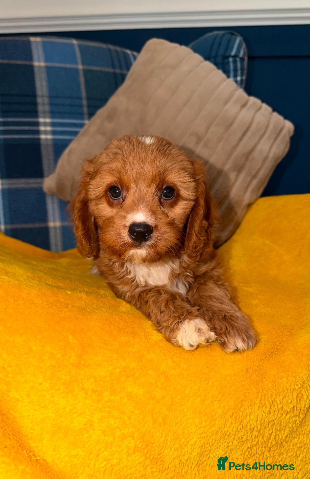 Cavapoo dogs 💙🩵Stunning Red Cavapoos boys 💙🩵 - Advert 2