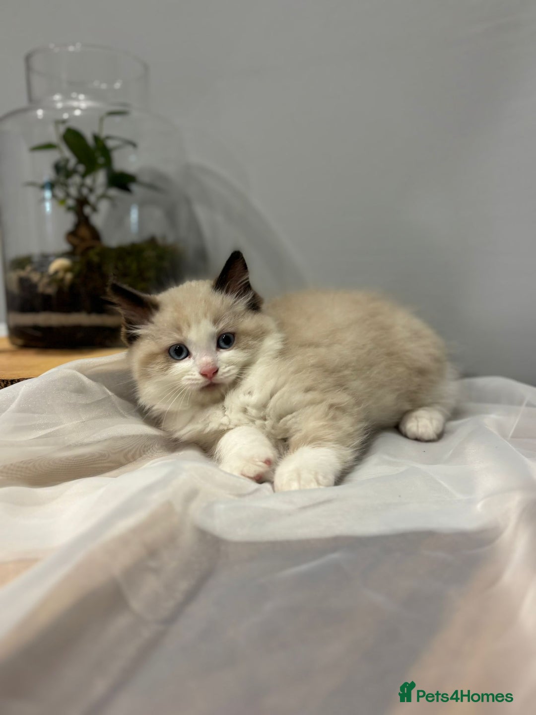 Ragdoll cats for sale: Purebred ragdoll kittens.1 girl & 3 boys-ready now - Advert 17