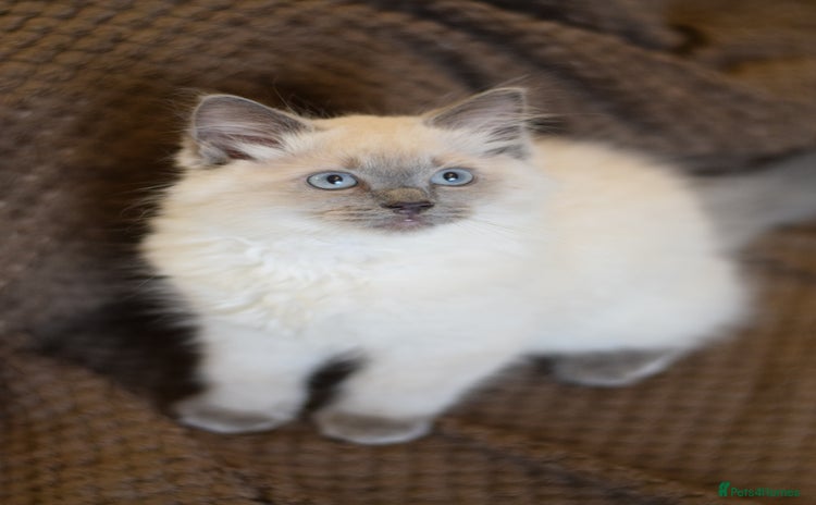 Ragdoll cats - Advert 14
