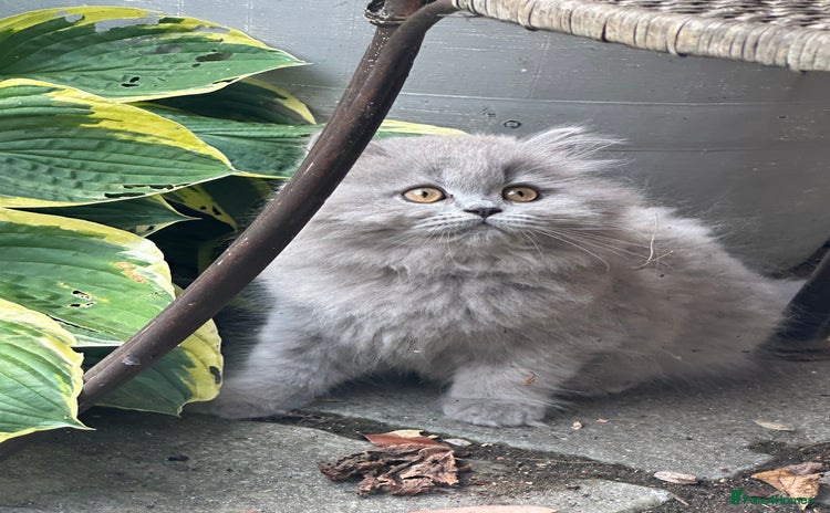 British Shorthair cats - Advert 8