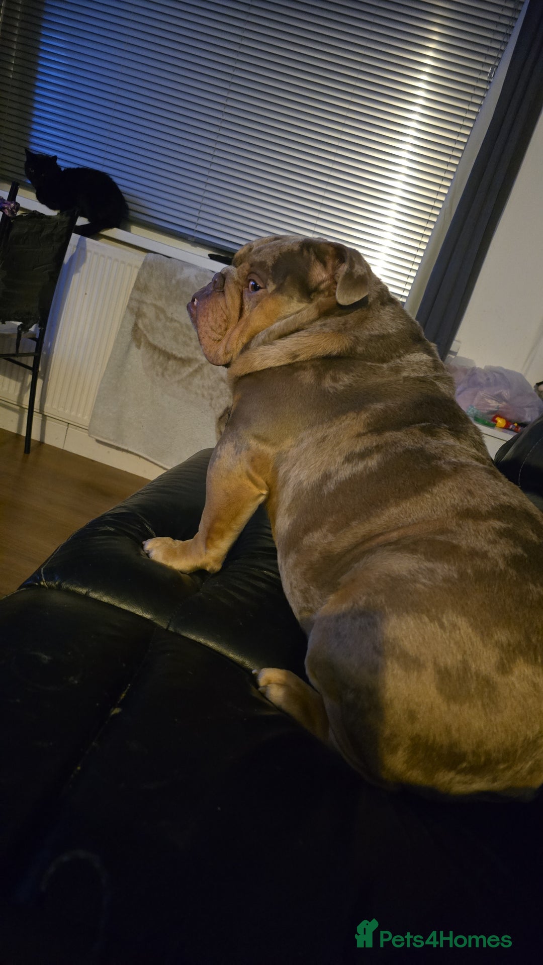English Bulldog dogs for sale: Rocky  - Image 2