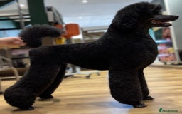 Standard Poodle dogs for sale: Show quality standard poodles  - Image 2