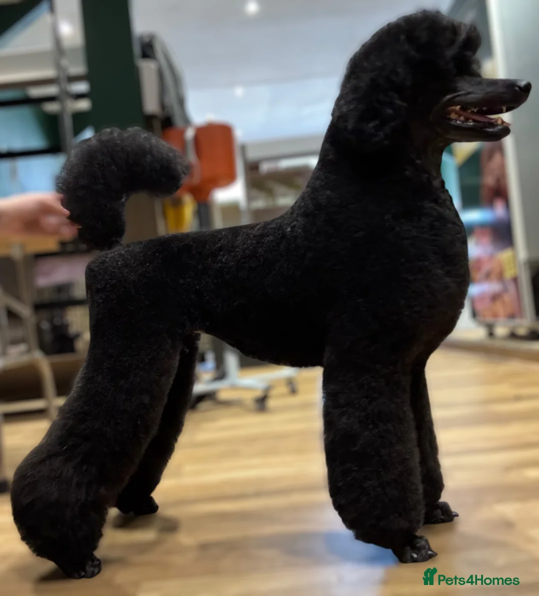 Standard Poodle dogs for sale: Champion sired standard poodles  - Advert 8