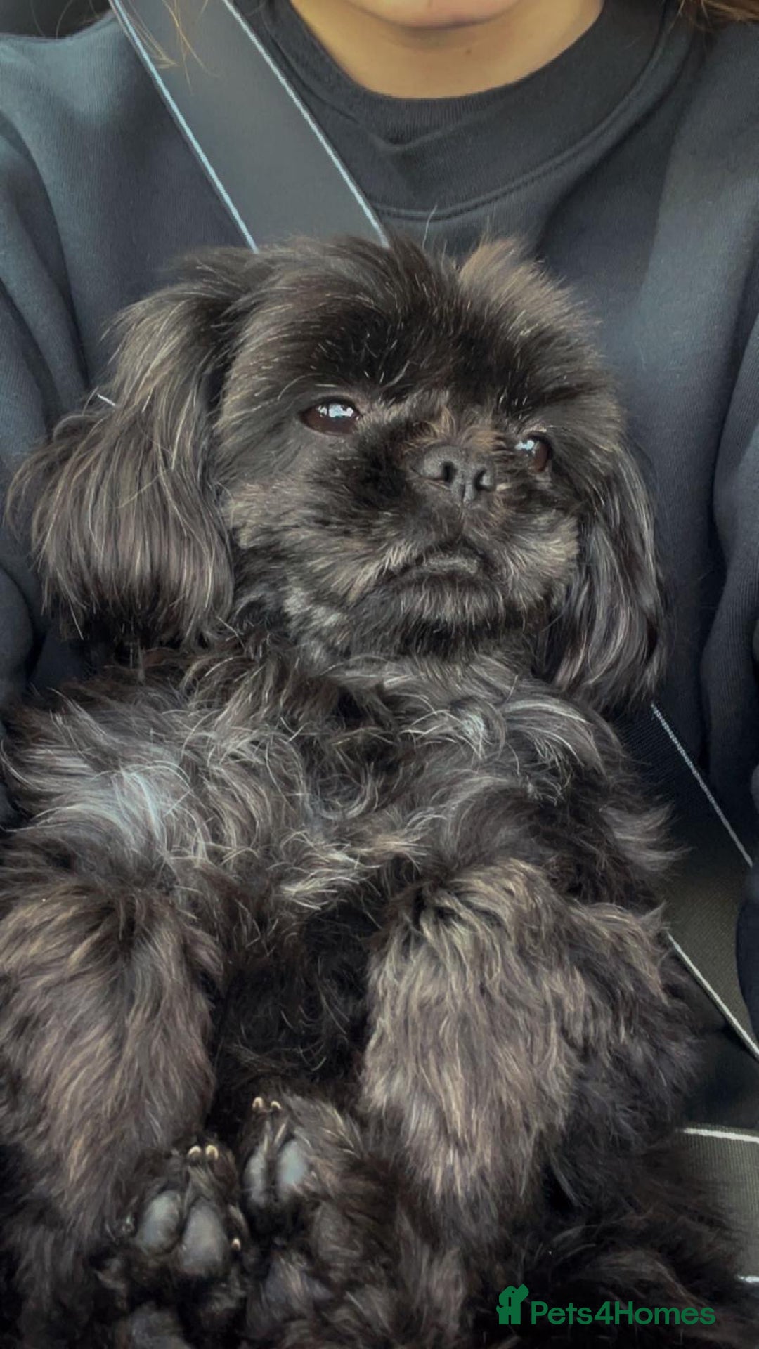 Shih Tzu dogs for sale: Shih Tzu 10 years old dog needing to be rehomed!!  - Advert 12