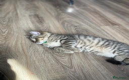 Scottish Fold cats for sale: Scotish Fold for Sale! Summer Holiday baby's! - Image 11