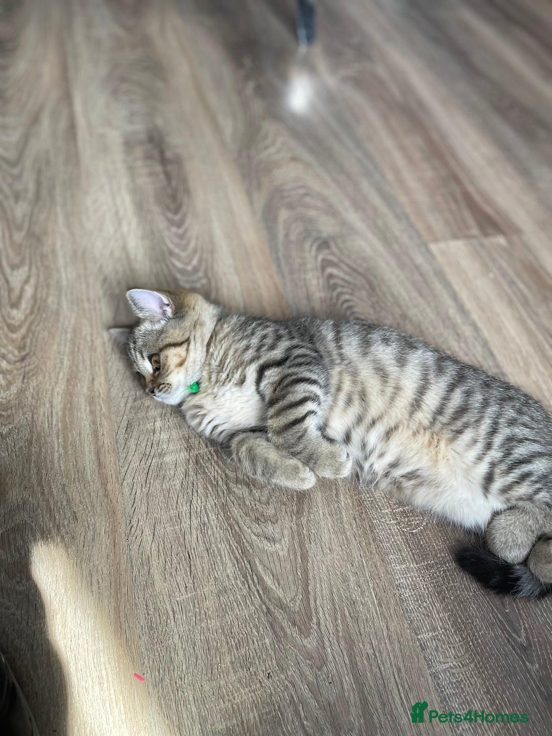 Scottish Fold cats for sale: Scotish Fold for Sale! Summer Holiday baby's! - Image 11