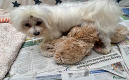 Maltipoo dogs for sale: ADORABLE F1 MALTIPOO PUPPIES DNA TESTED  - Image 22